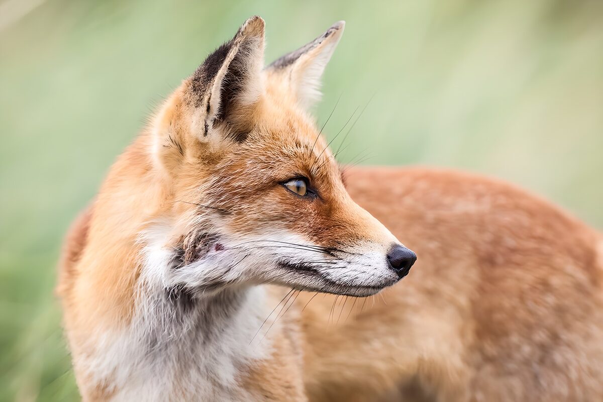 Roodvos in profiel met alerte blik