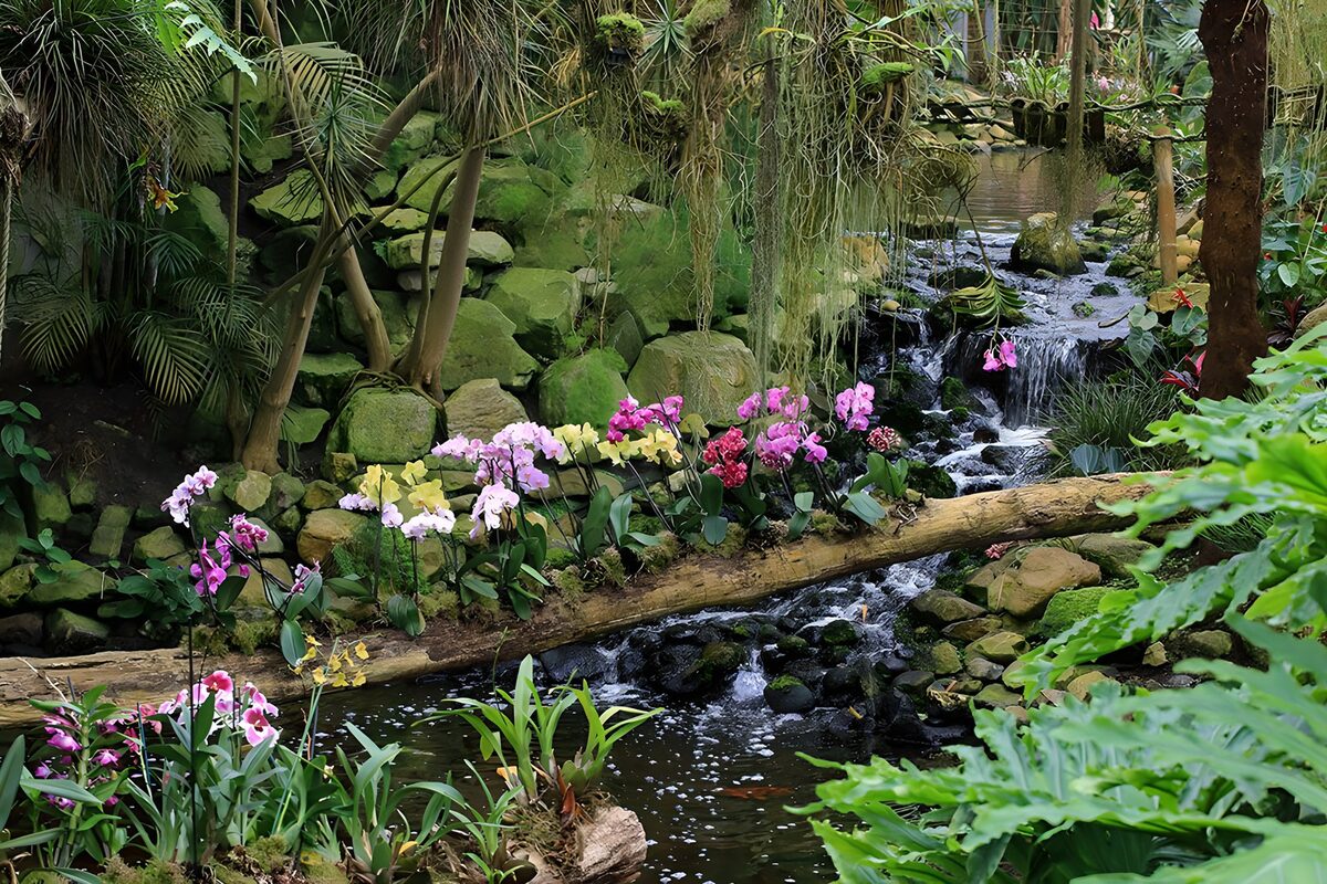 Orchideeën langs een kleine waterval