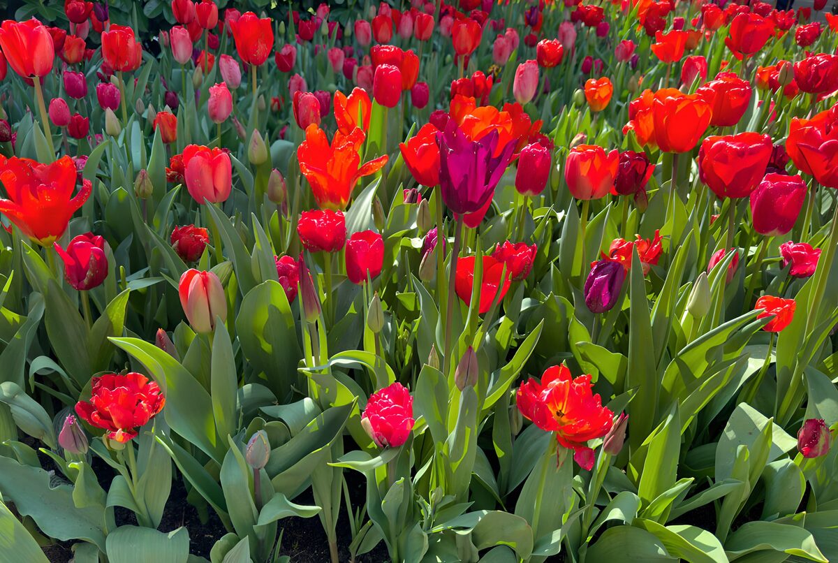Tulpenperk in rood, oranje en paars