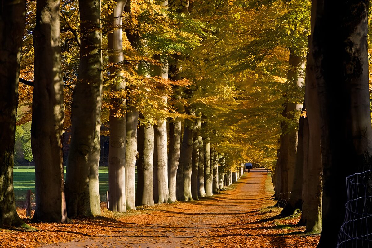 Bomenlaan in warme herfstkleuren