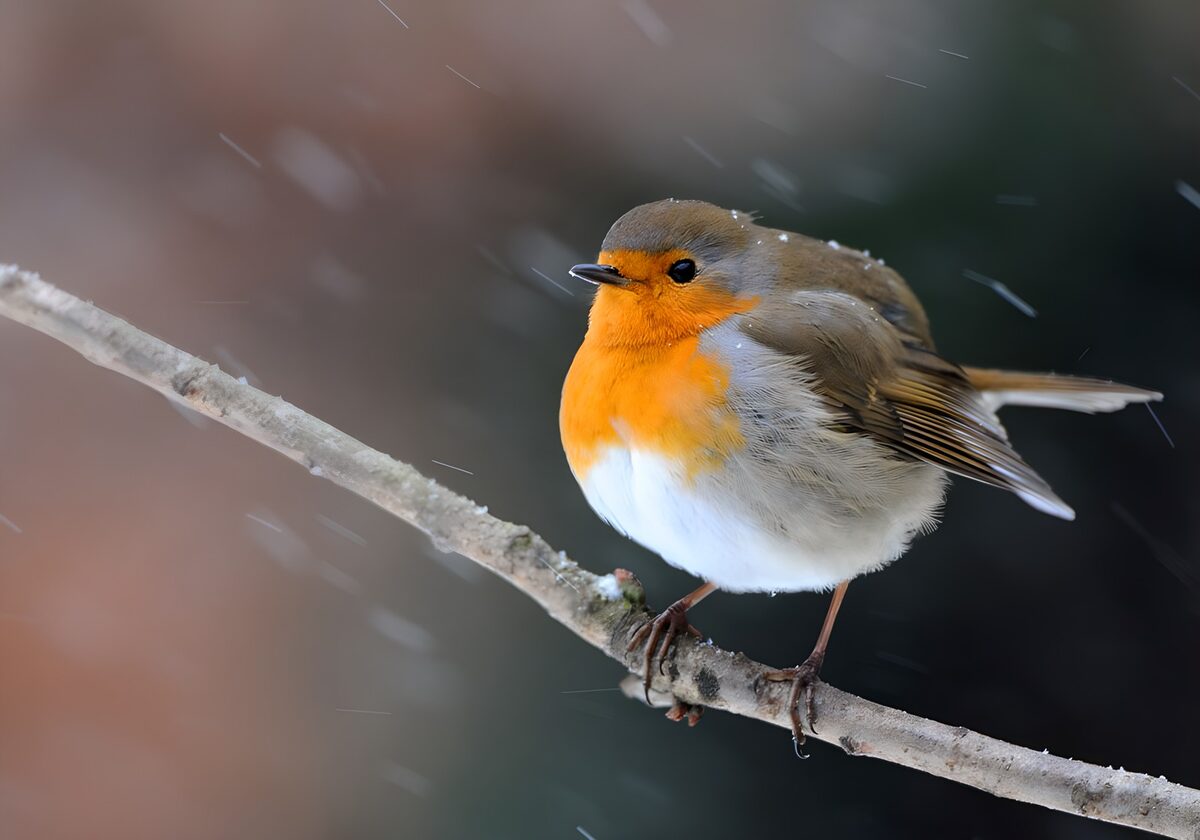 Roodborst op een besneeuwde tak