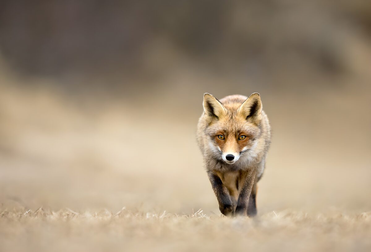 Rode vos op pad door droog gras