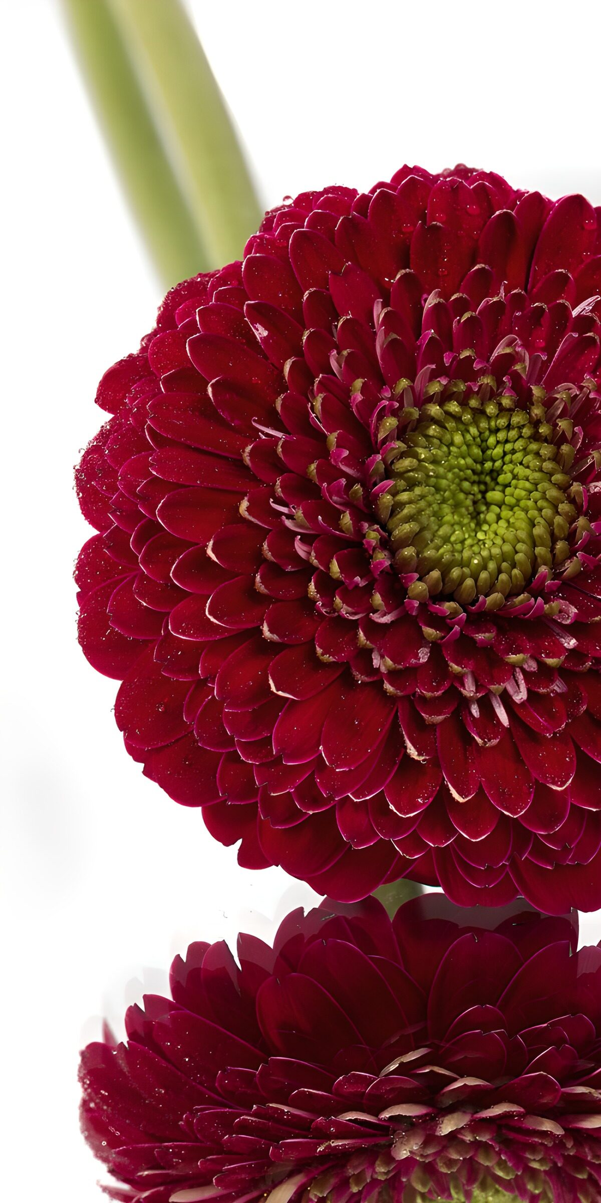 Donkerrode gerbera in close-up