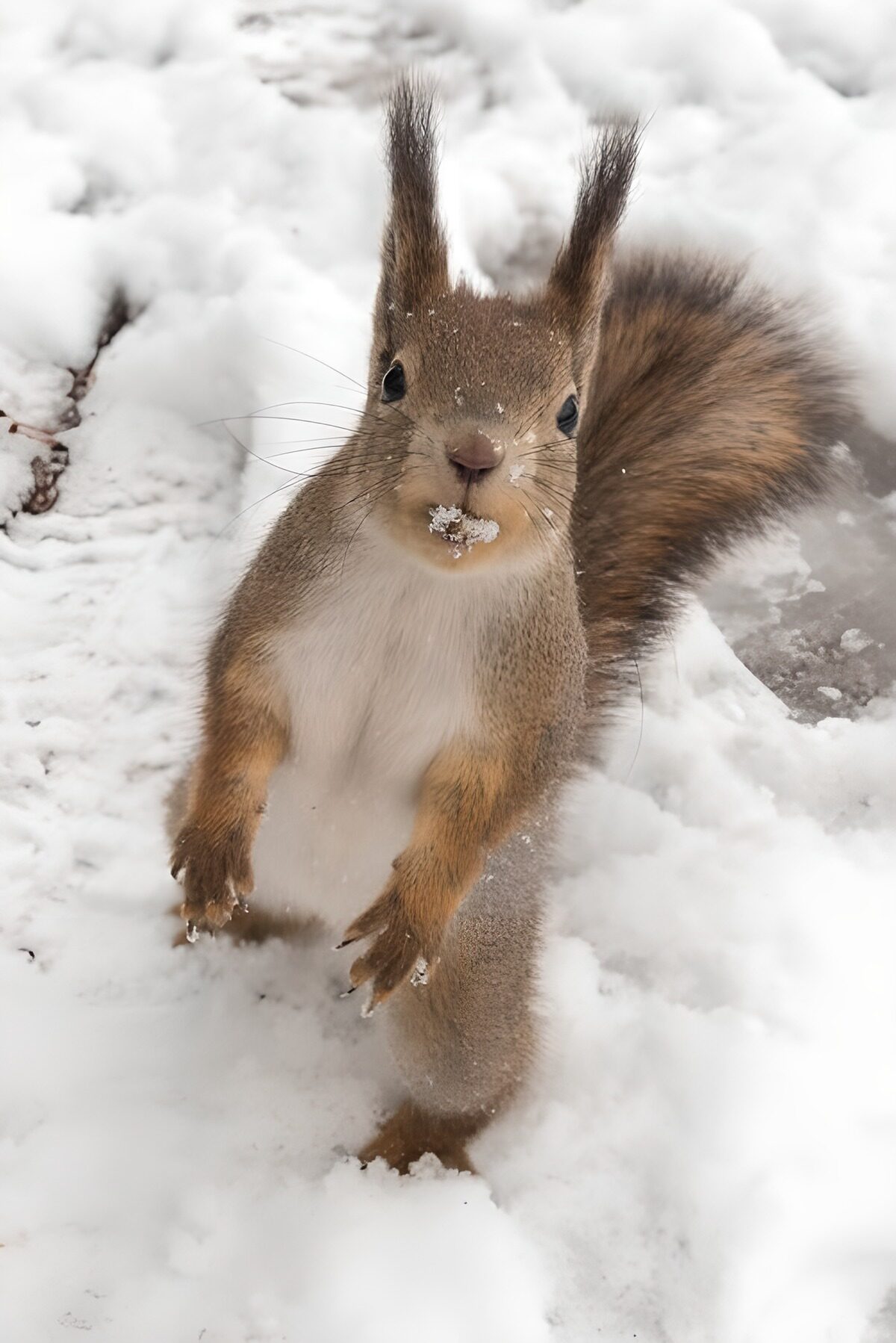 Eekhoorn rechtop in de wintersneeuw