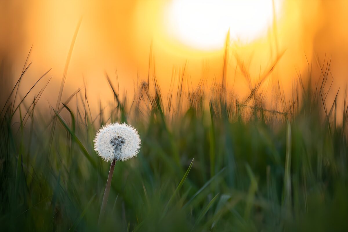 Paardenbloem in gouden tegenlicht
