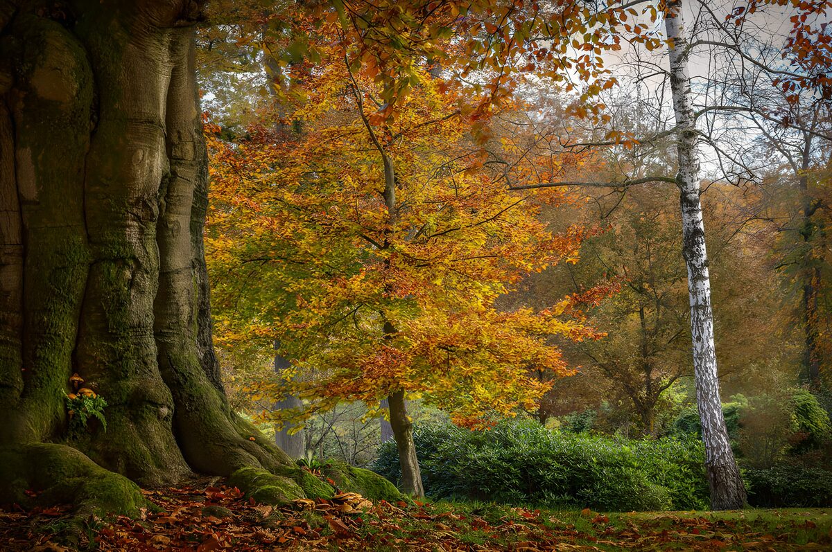 Oude boom in een goudgeel herfstbos