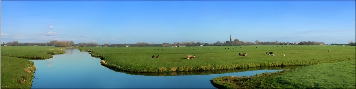 Koeien langs het water in de groene wei