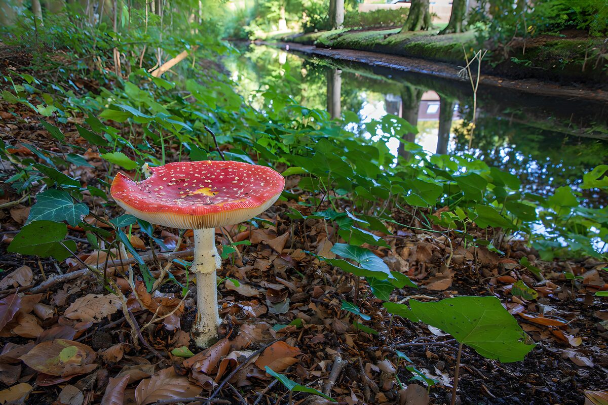 Vliegenzwam aan de groene beek