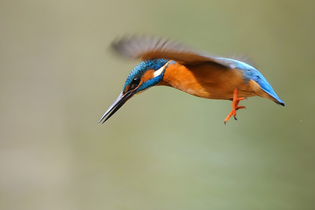 IJsvogel in vlucht, blauw en oranje