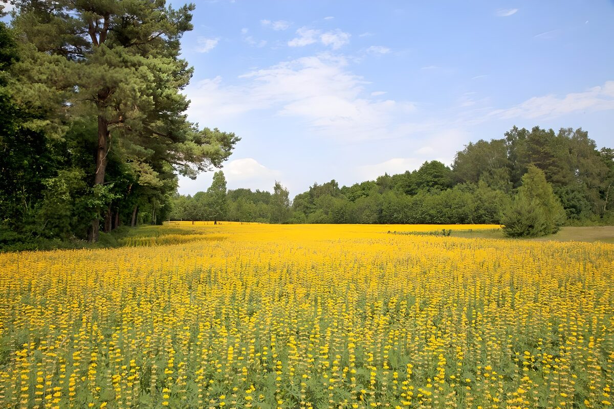 Gele bloemenweide tussen groene bomen