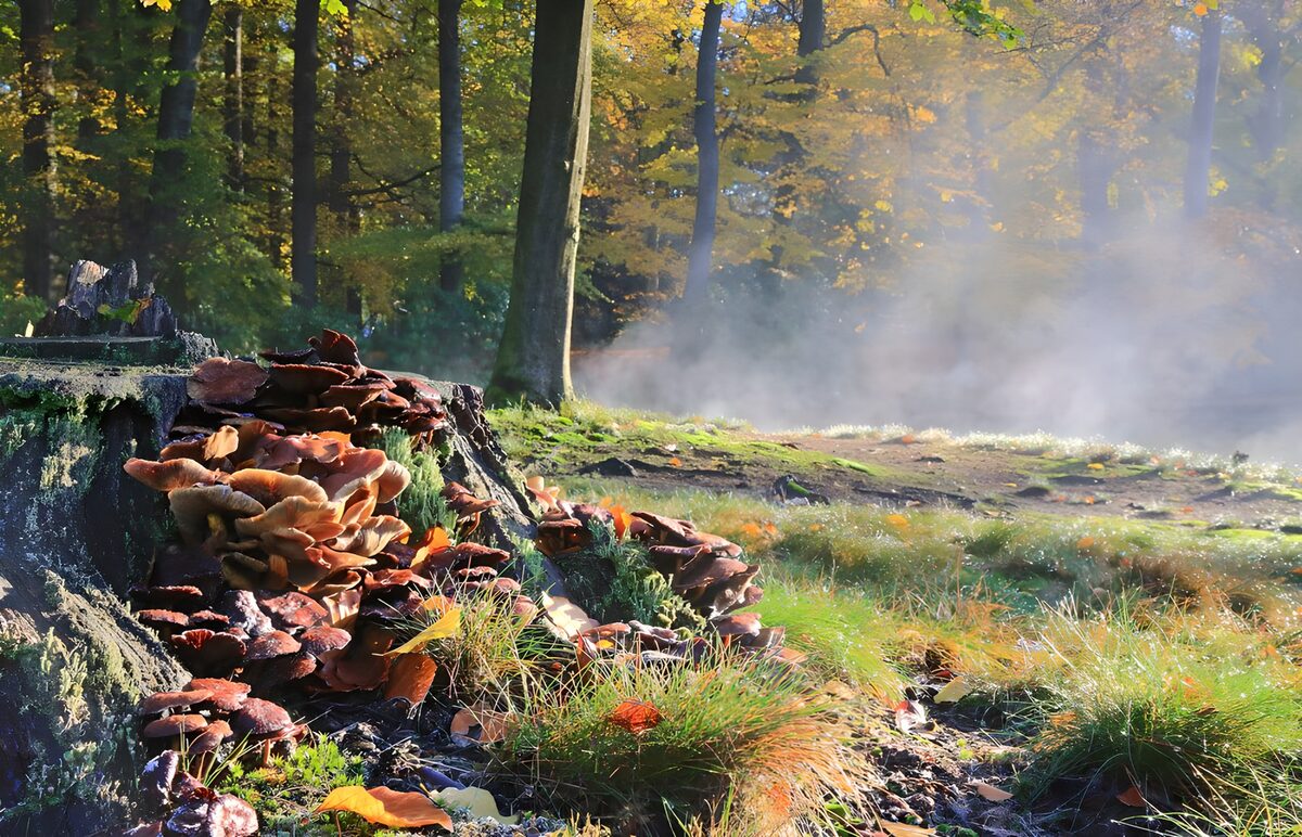 Paddenstoelen op een stronk in de herfst