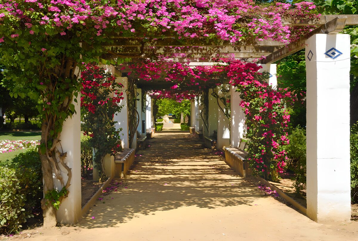 Tuinpad onder een roze bloemenpergola