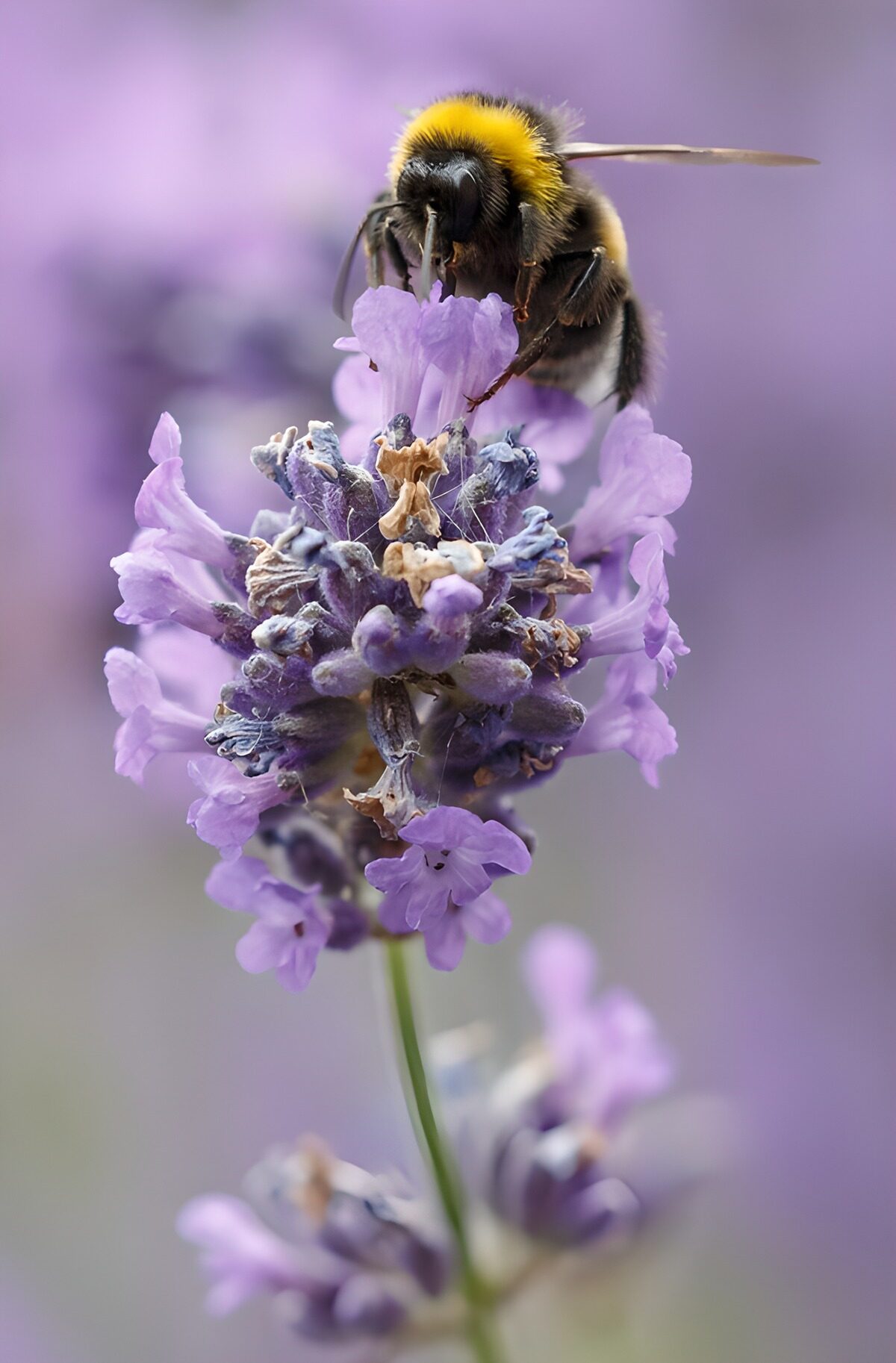 Een hommel in een wolk van paars