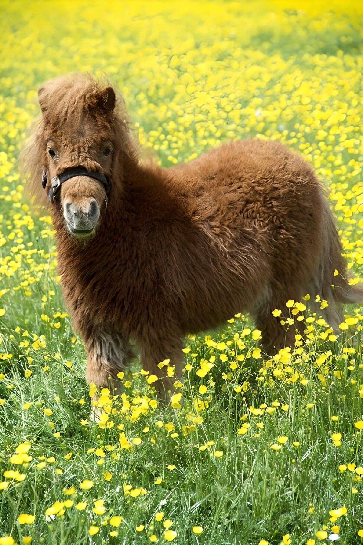 Bruine pony tussen gele bloemen