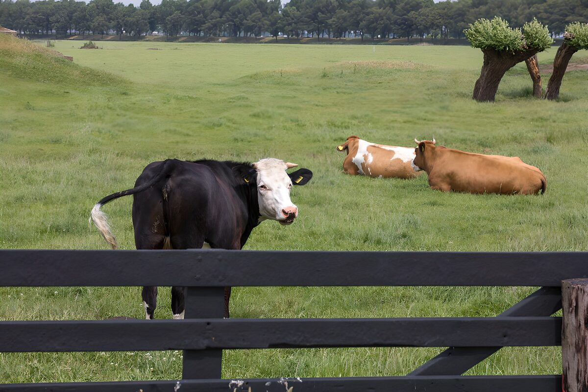 Drie koeien achter een zwart hek