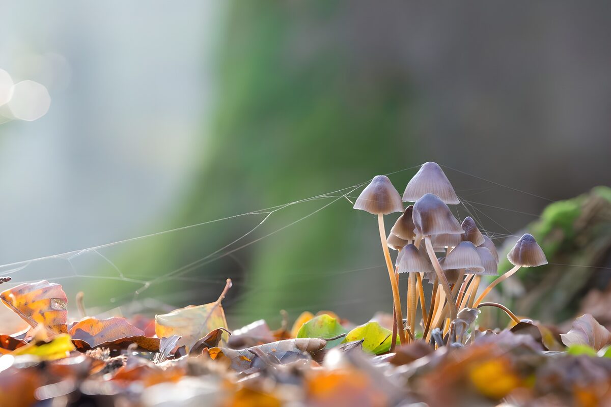 Kleine paddenstoelen in herfstlicht