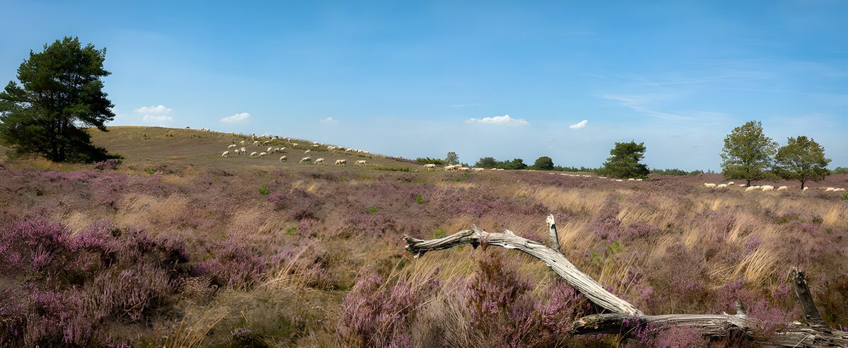 Schapen op de paarse heuvelheide