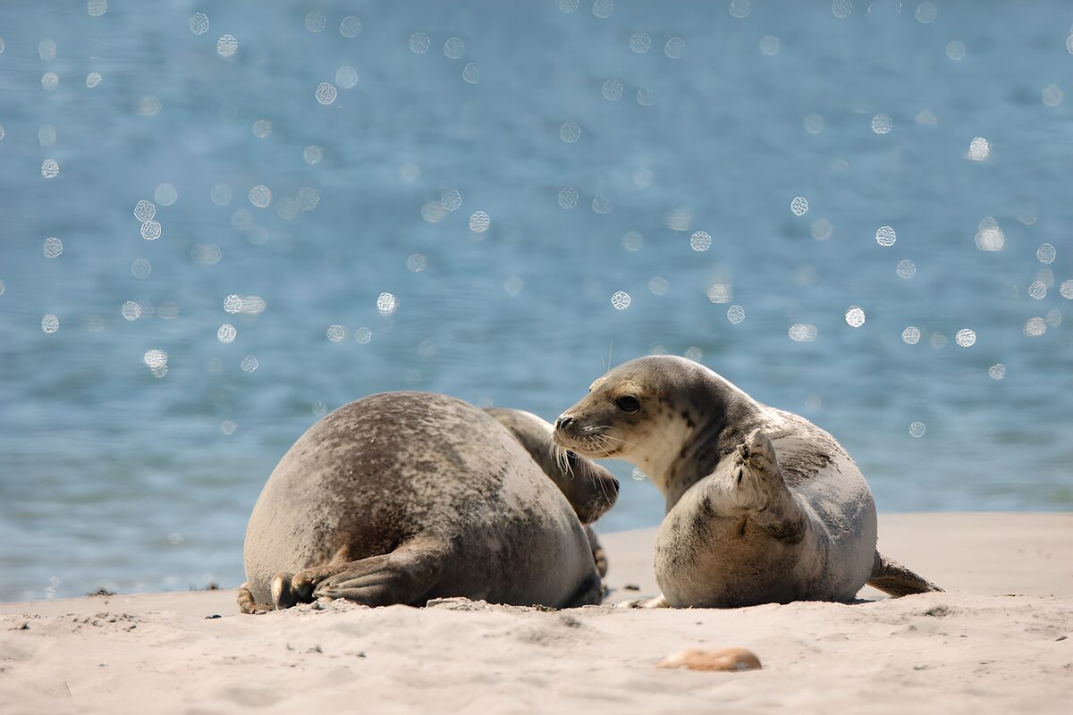 Twee zeehonden in de zon
