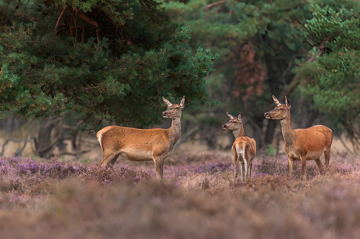 Drie herten tussen paarse heide