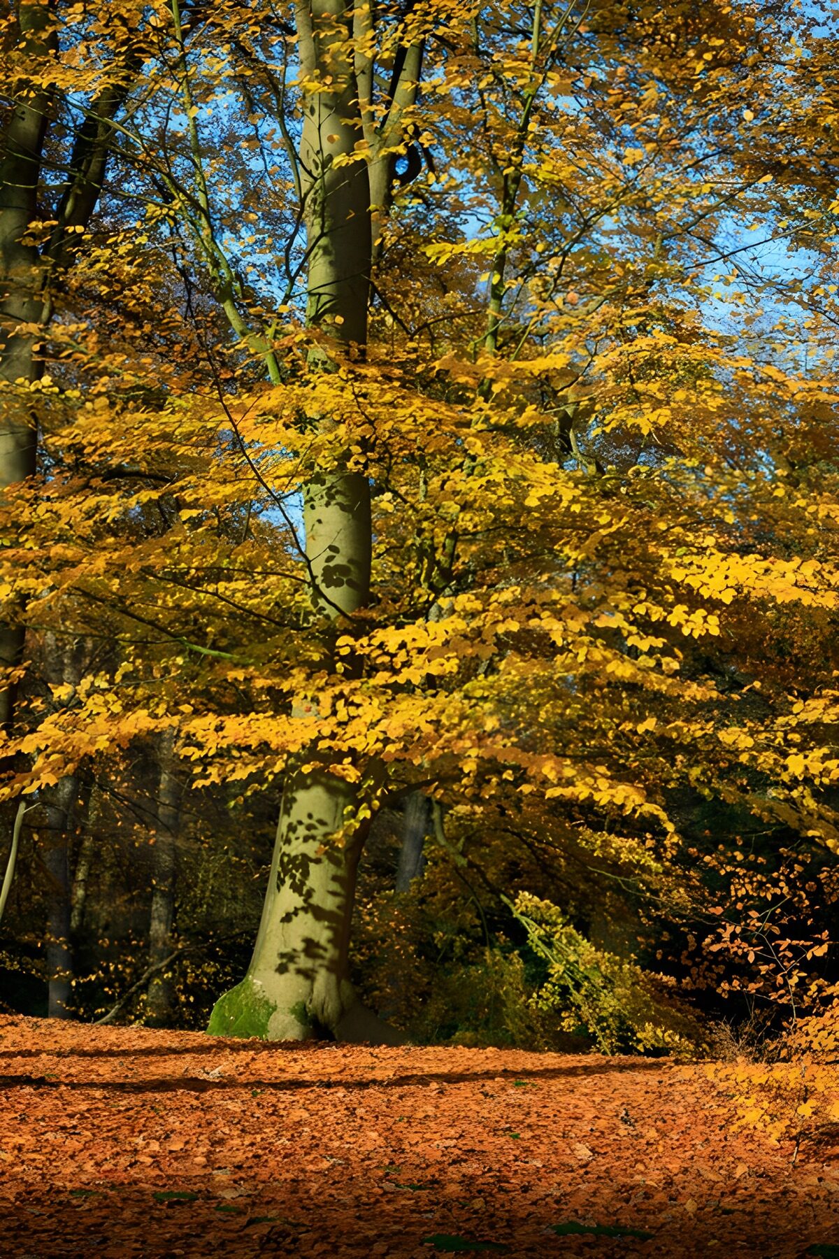 Herfstbos met gouden bladeren