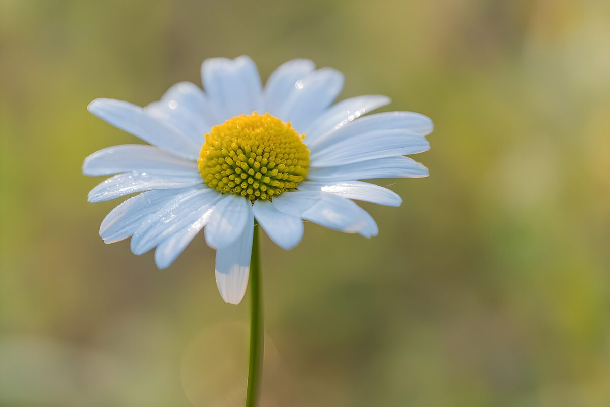Witte bloem tegen zacht groen