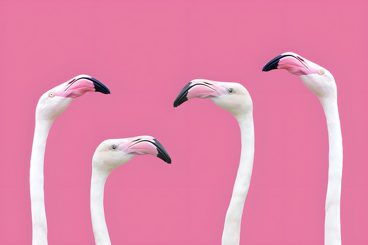 Vier witte flamingo’s tegen roze