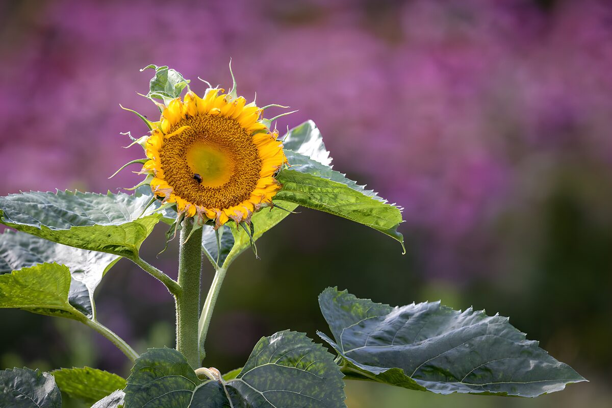 Zonnebloem tegen een paarse achtergrond