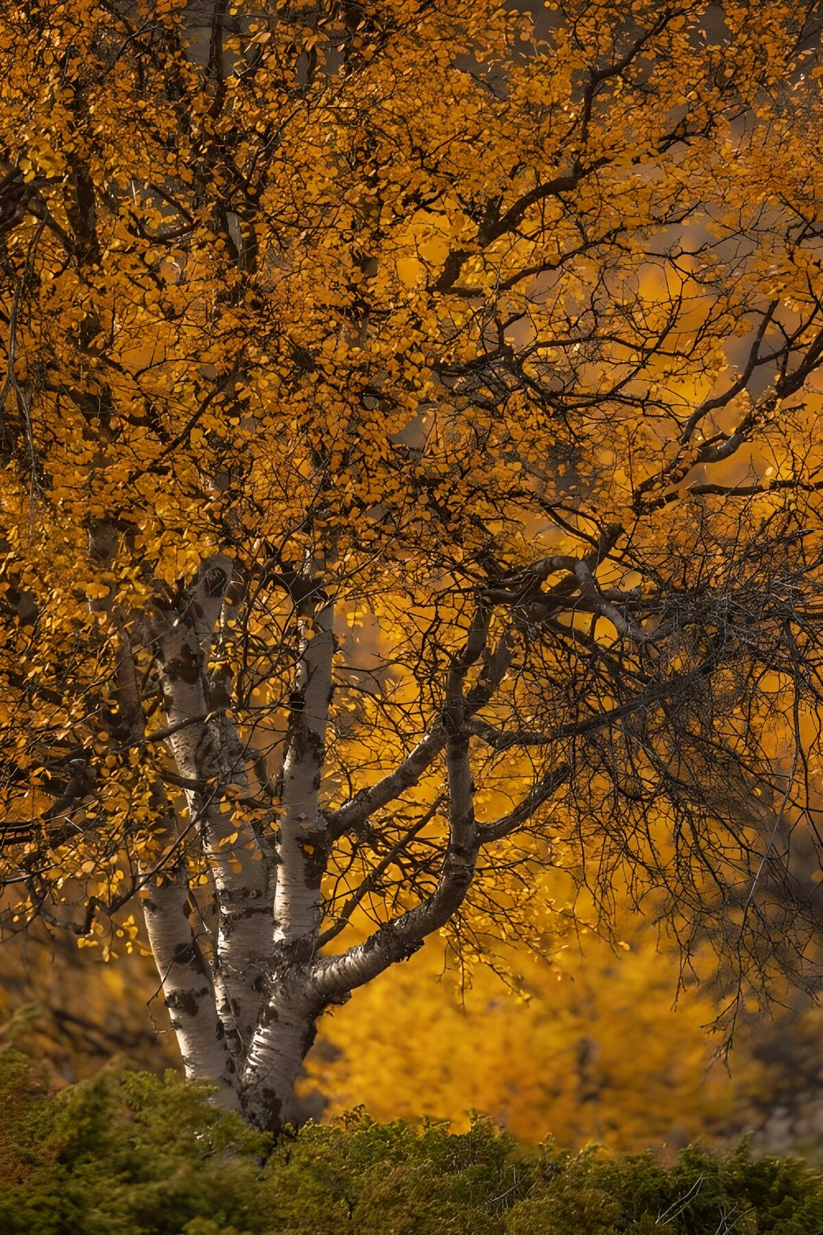 Berken met geel blad in het herfstbos