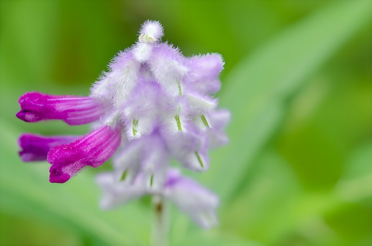 Paarse buisbloemen in zacht groen