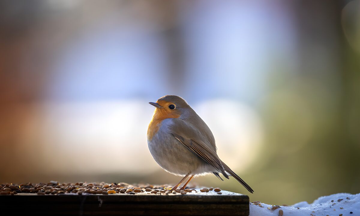 Roodborst op een winterse voederplank