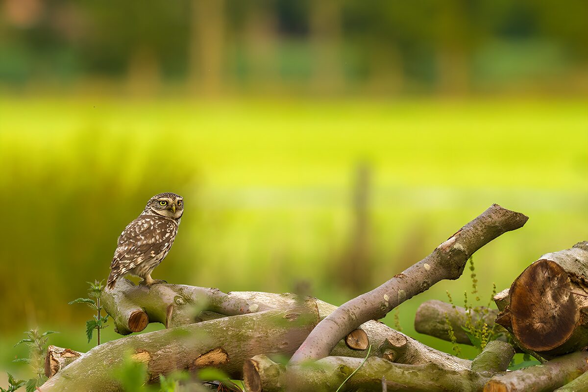 Kleine uil op een stapel hout