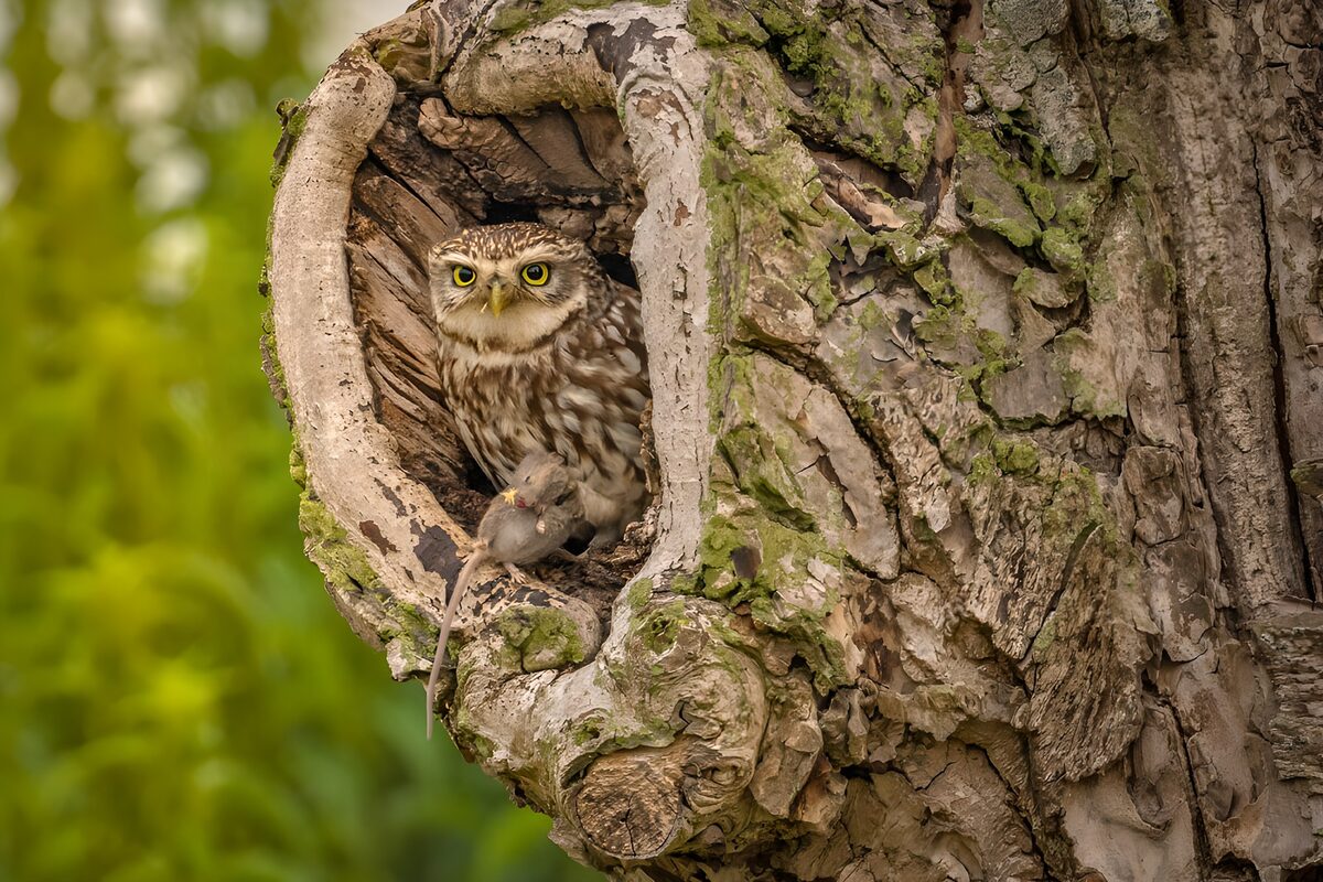 Steenuil met muis in de boomholte