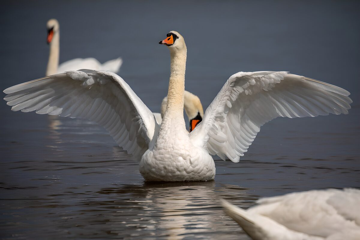 De zwaan omarmt het water