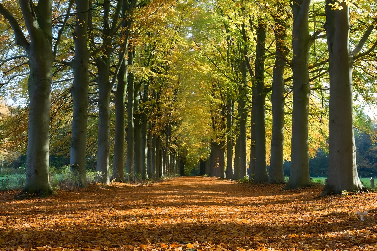 Herfstlaan in goudgeel zonlicht