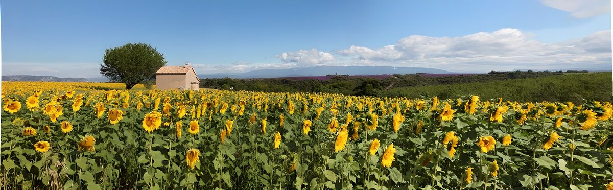 Zonnebloemenveld met boom en schuurtje