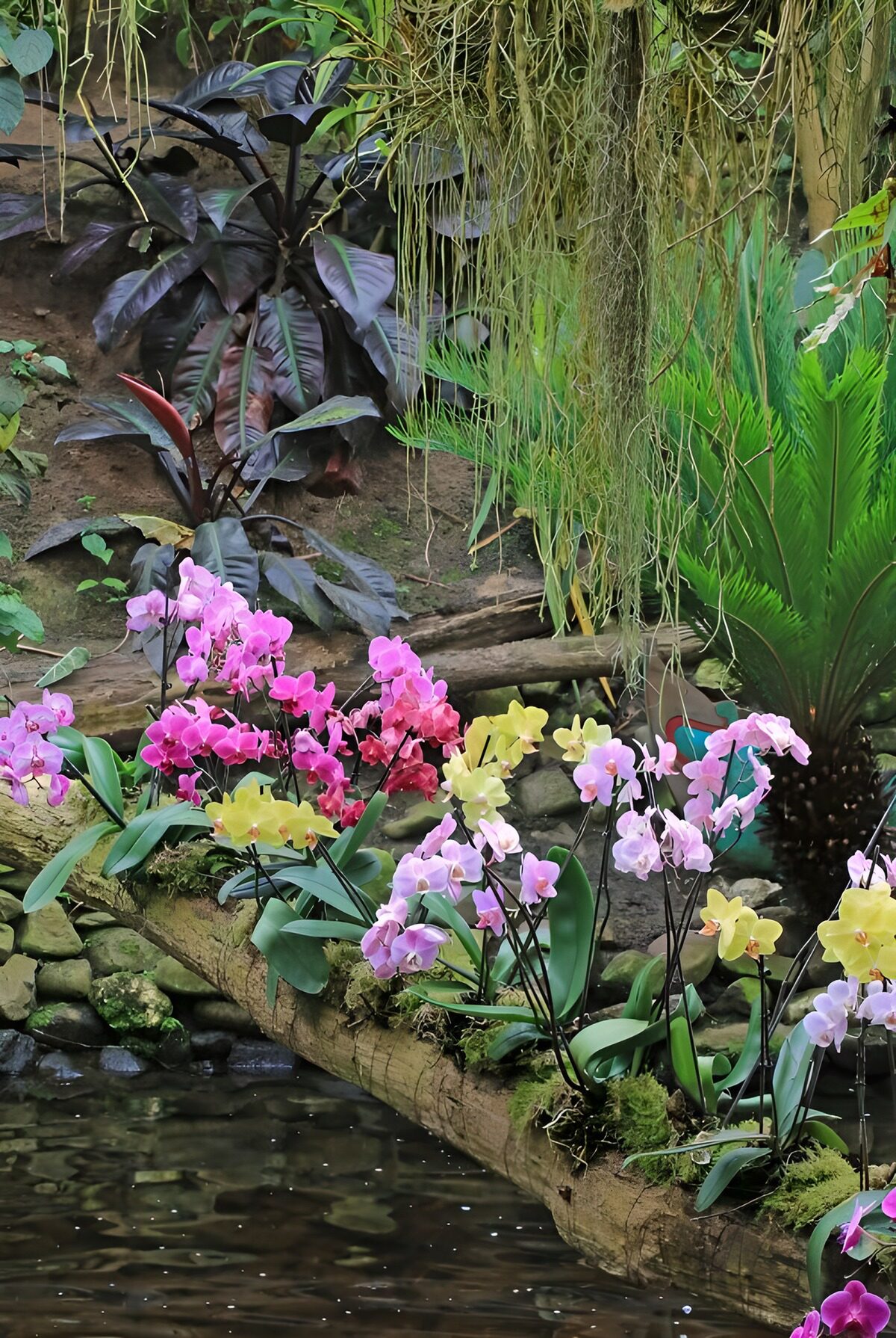 Kleurrijke orchideeën aan het water