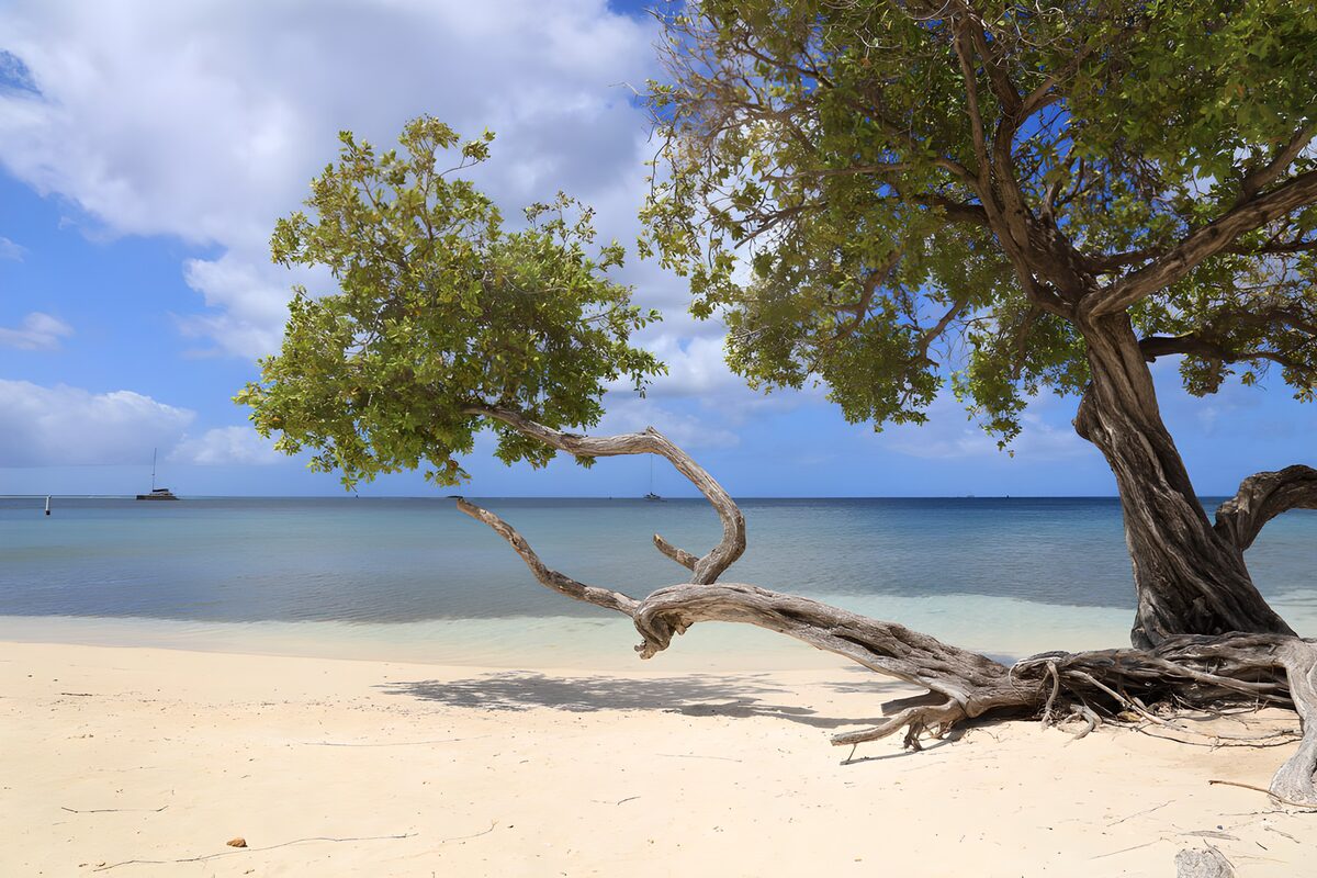 Kromme boom op een tropisch strand
