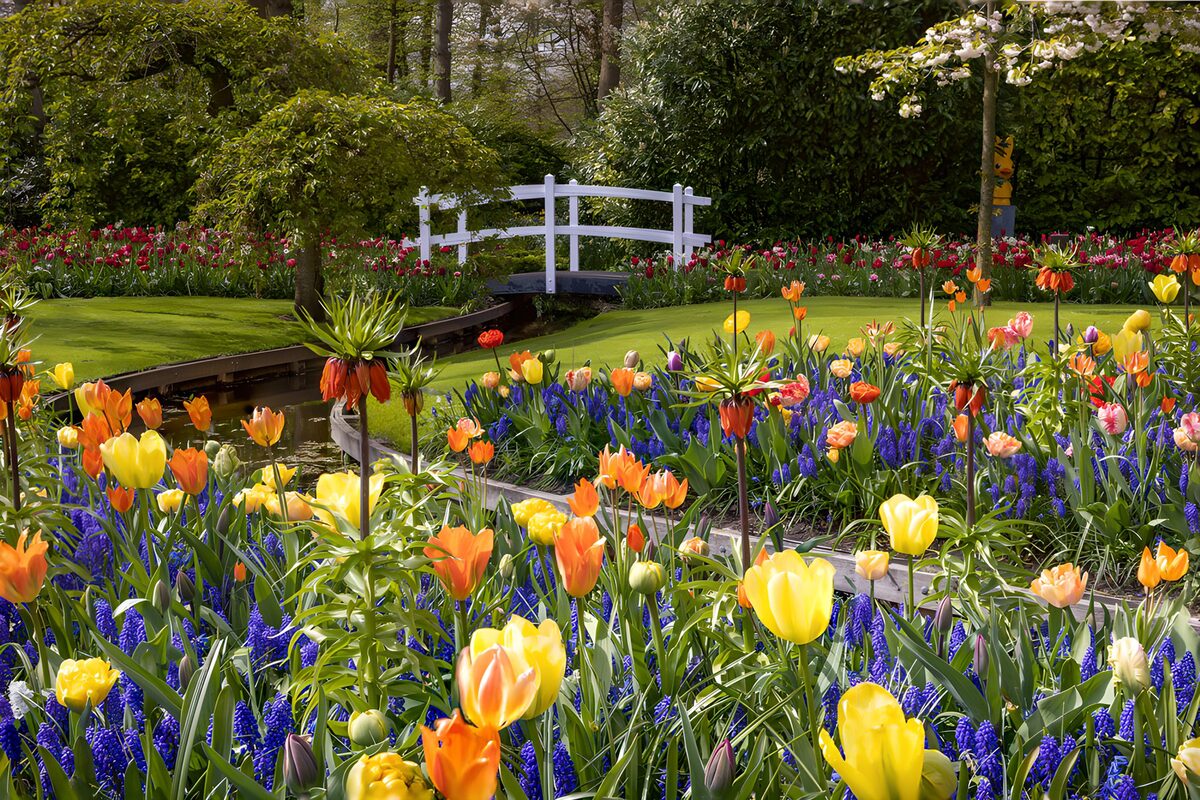Lentetuin met tulpen en witte brug