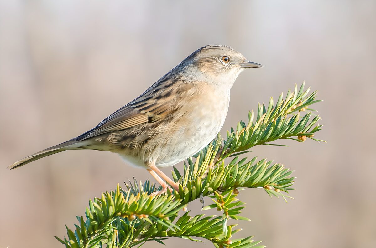 Heggenmus op een zonnige coniferentak