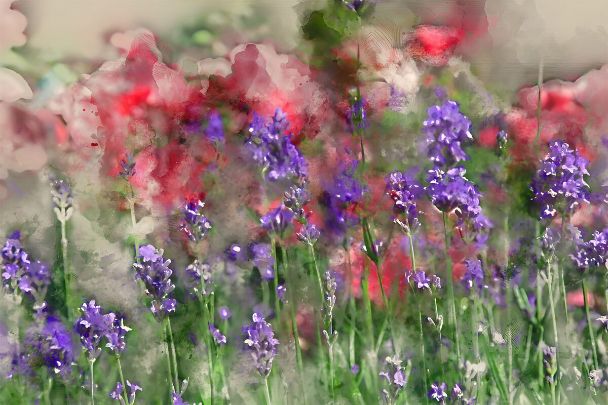 Paarse lavendel met roze bloemen