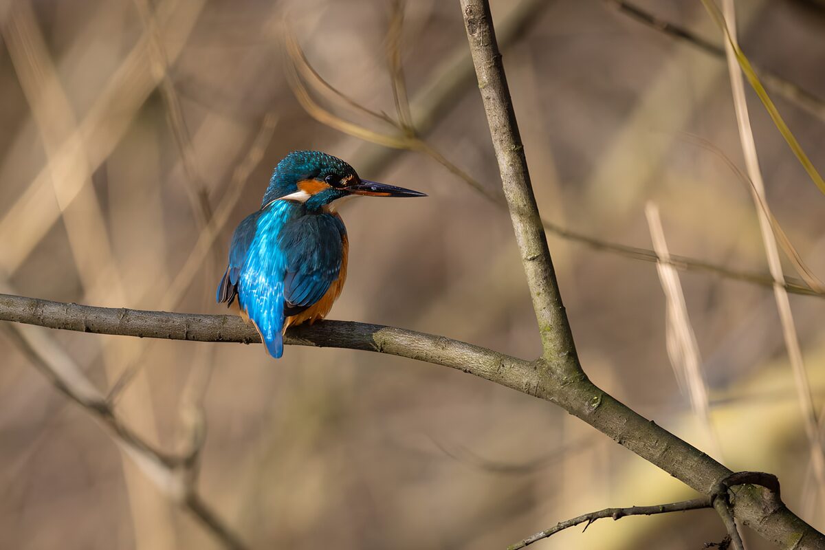 IJsvogel als blauwe vonk op een tak