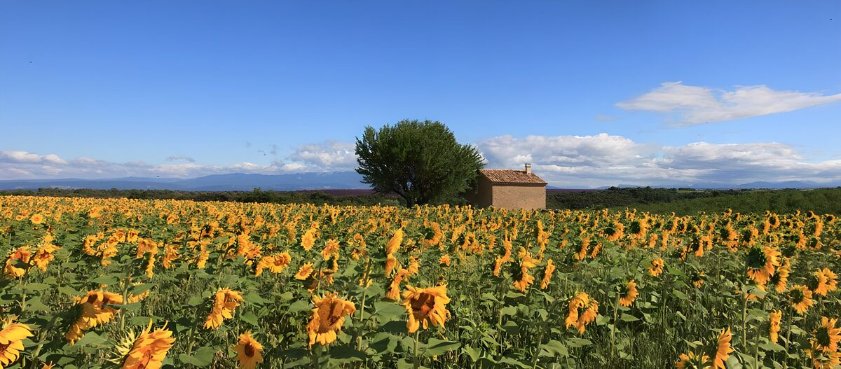 Een zee van zonnebloemen rond het huis