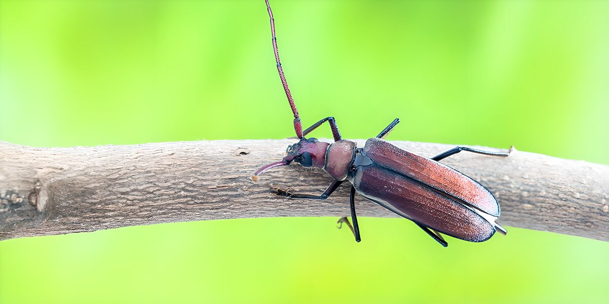 Roodbruine boktor op verweerd hout