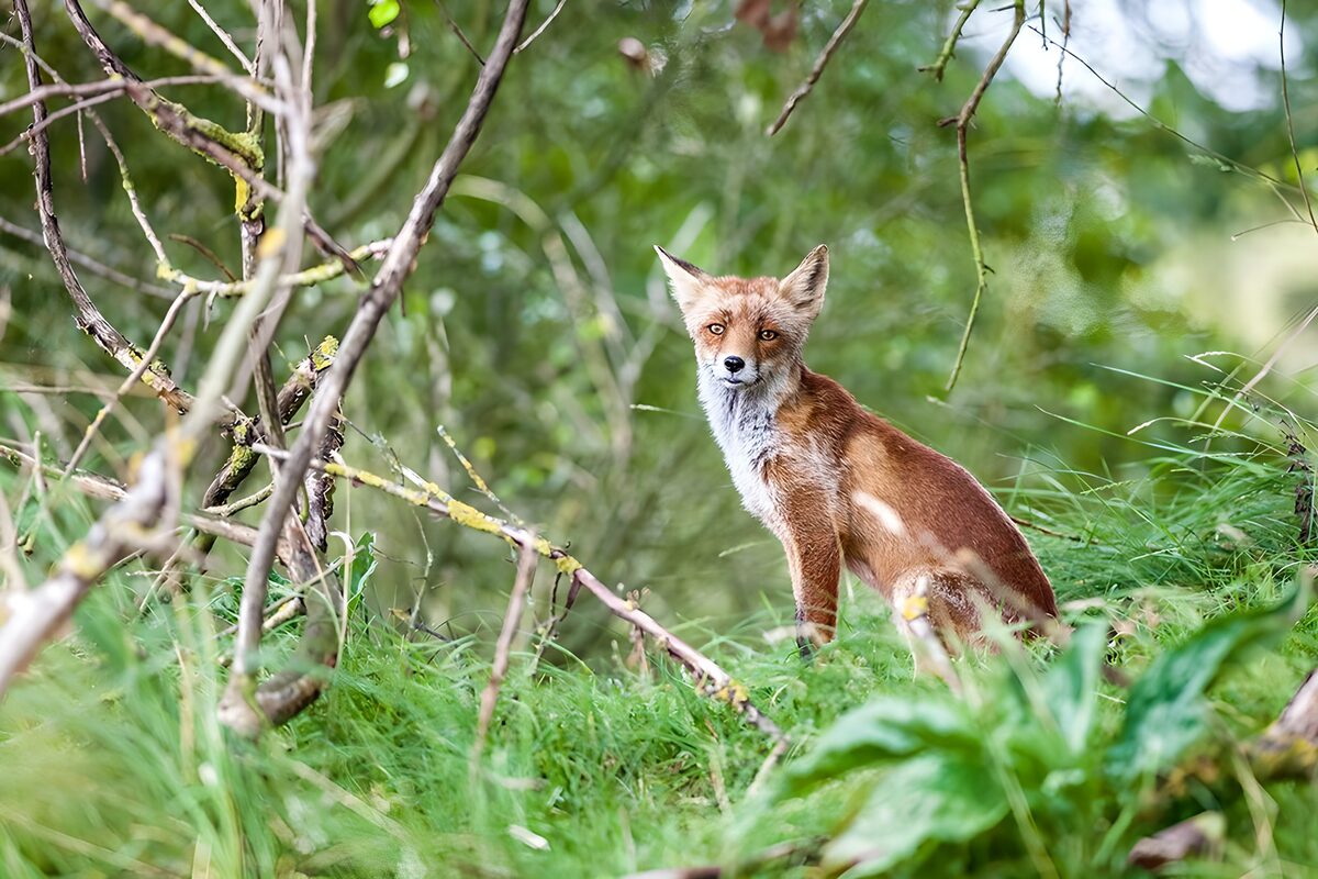 Rode vos in het groene struikgewas