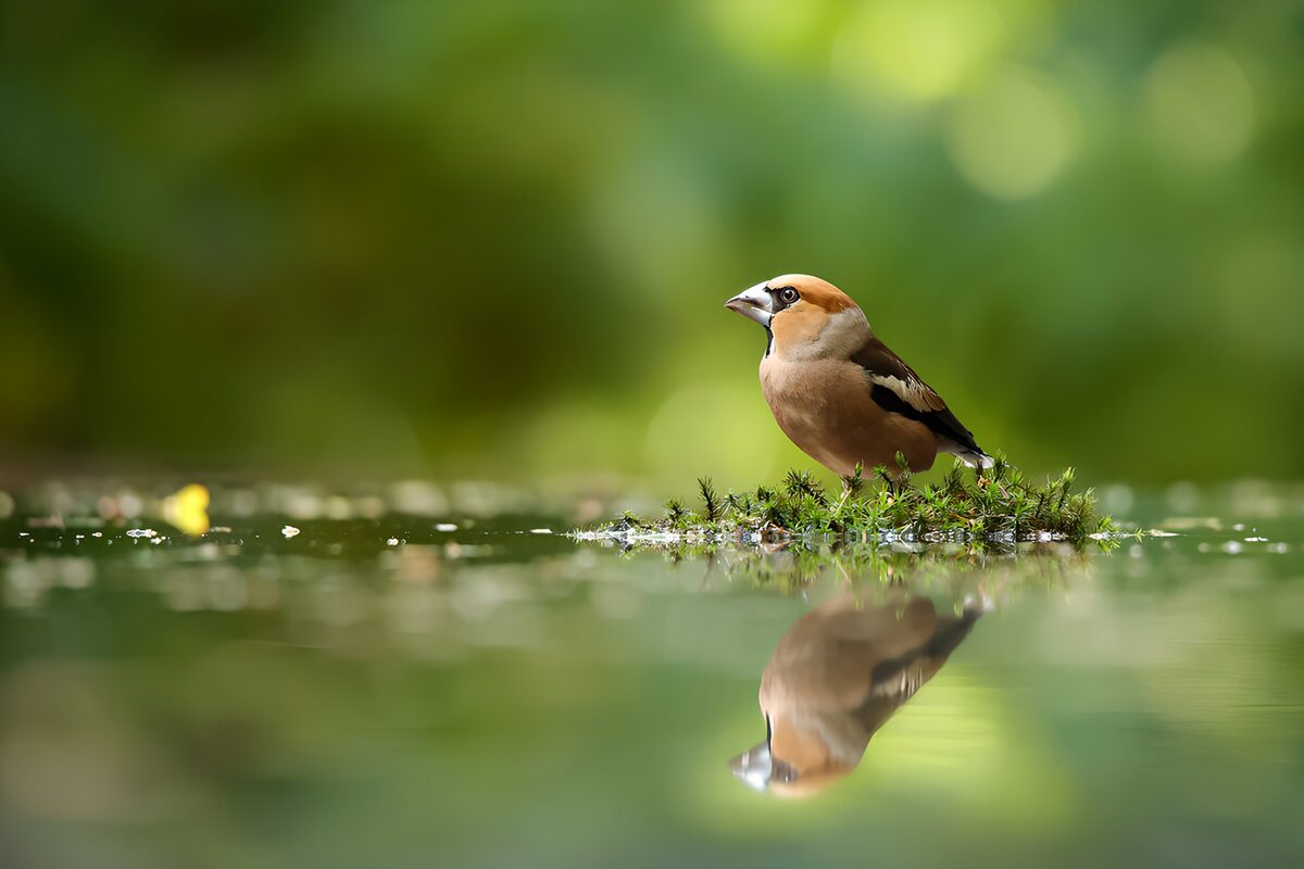 Appelvink met spiegelbeeld in groen water