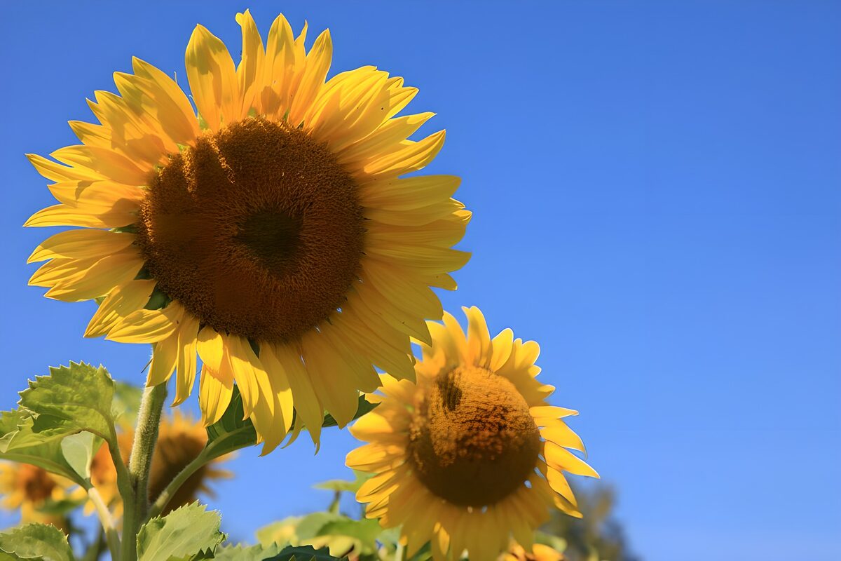 Zonnebloemen dragen de zomer