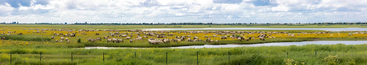 Schapen tussen water en gele bloemen