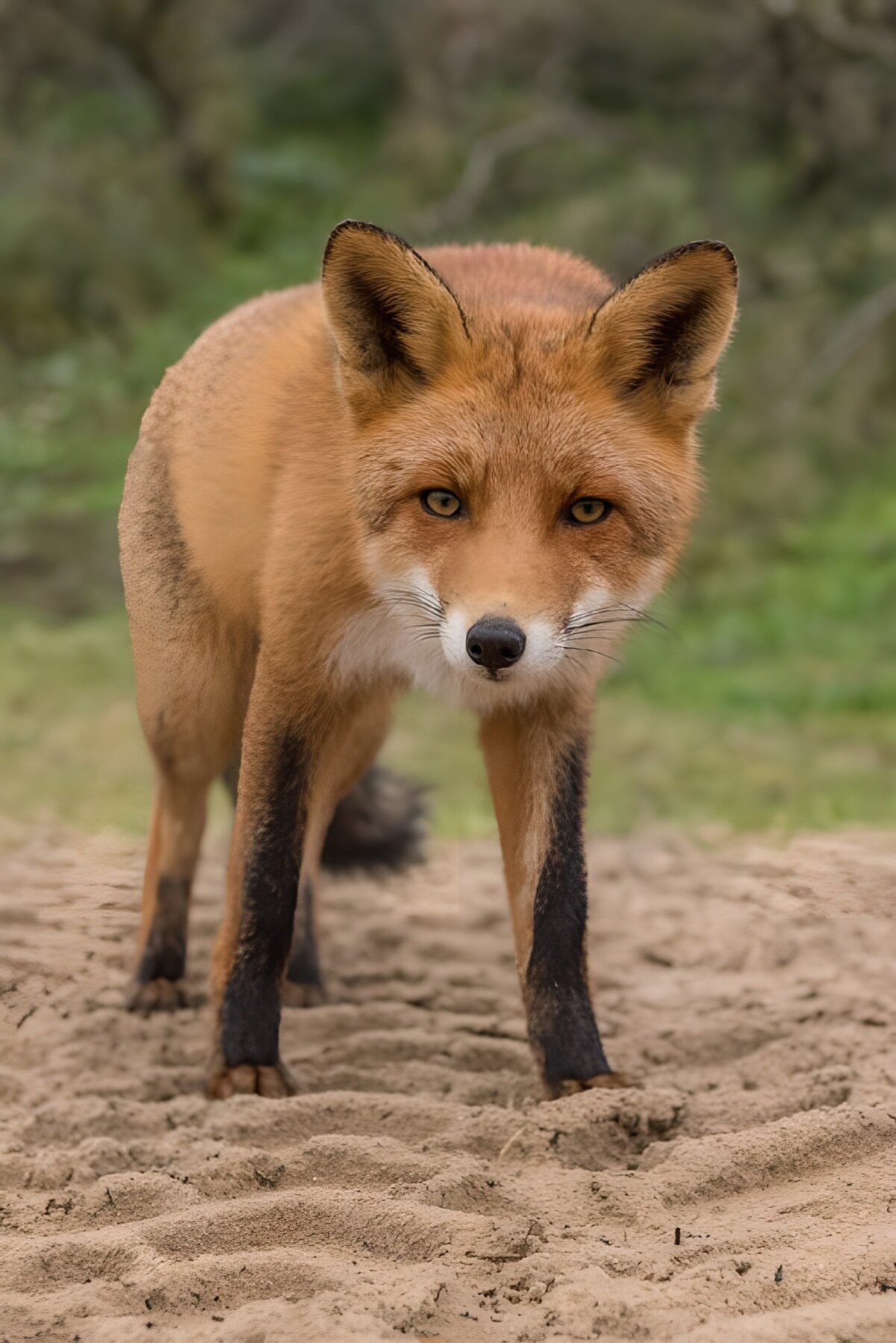 Rode vos op zand, recht in de lens