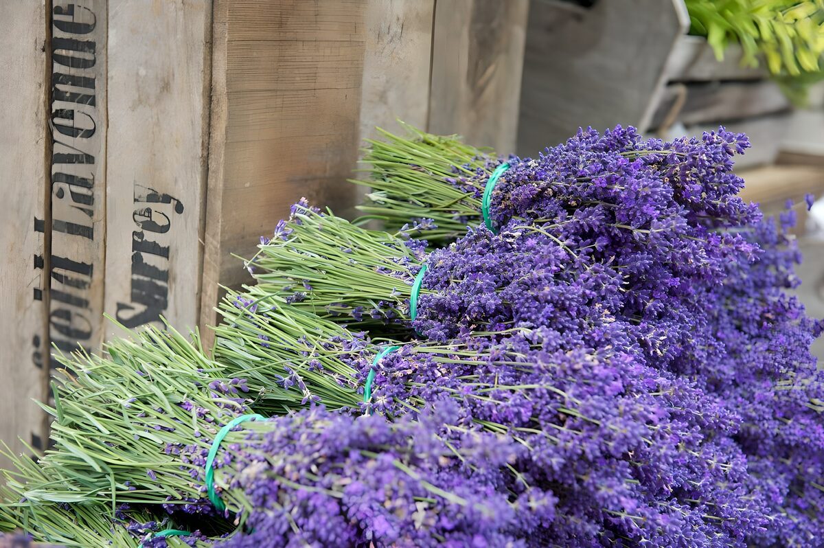 Bossen paarse lavendel op verweerd hout
