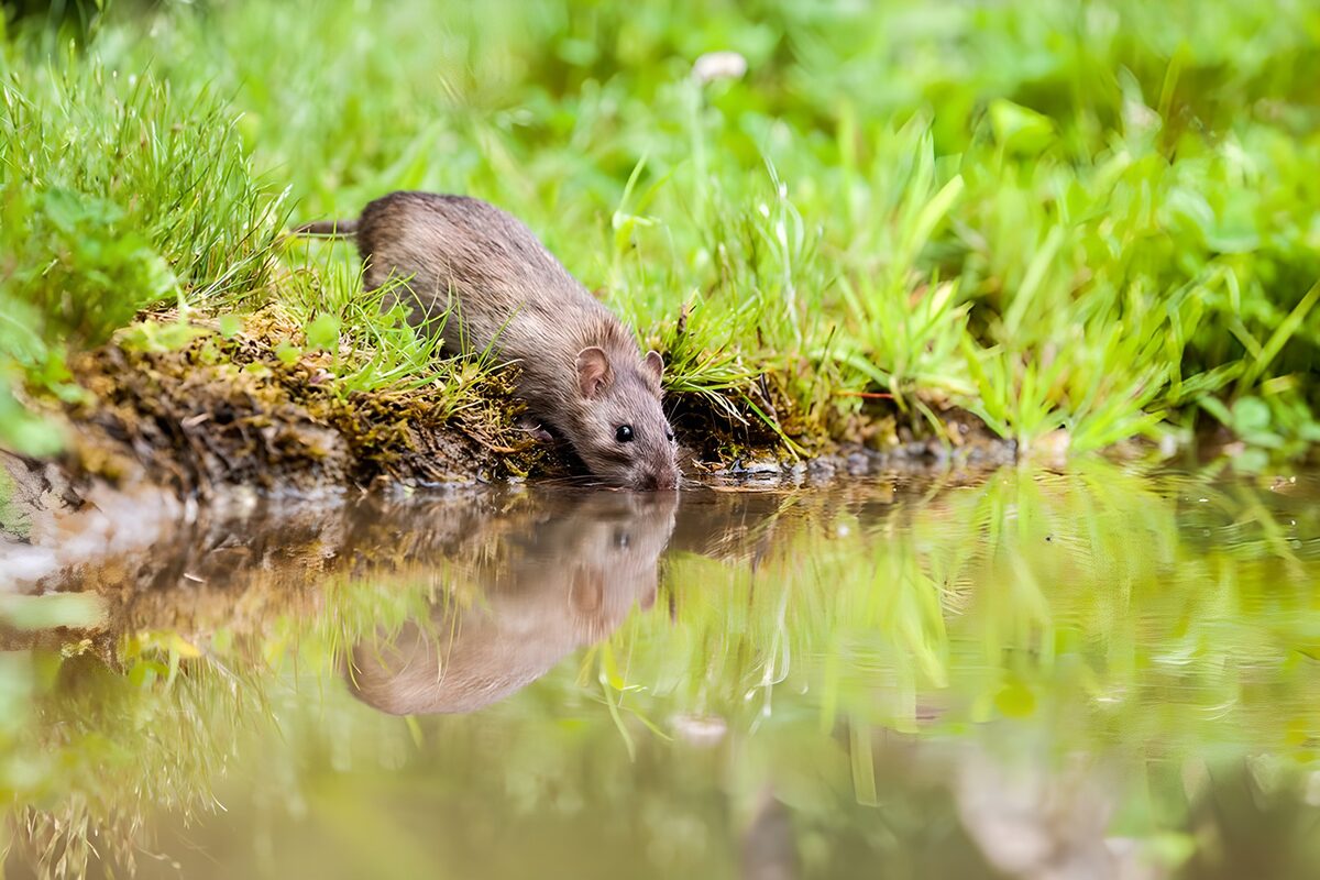 Drinkende rat aan de groene oever